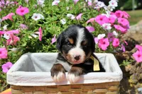 Killen, a female Bernese Mountain Dog for sale in Pomona, MO – 2 of 5