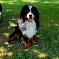 Luckenbach, a male Bernese Mountain Dog for sale in Pomona, MO – 7 of 8
