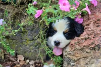 Vixen, a female Bernese Mountain Dog for sale in Pomona, MO – 6 of 7
