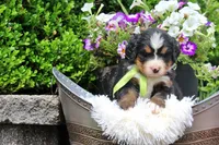 Cashmere, a female Bernese Mountain Dog for sale in Pomona, MO – 7 of 8
