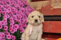 Sierra, a female Golden Cocker Retriever and Miniature Golden Retriever for sale in Pomona, MO – 5 of 7