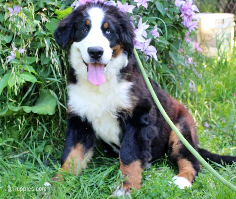Newman – Bernese Mountain Dog puppy for sale in Pomona, MO
