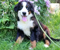 Newman, a male Bernese Mountain Dog for sale in Pomona, MO – 1 of 9
