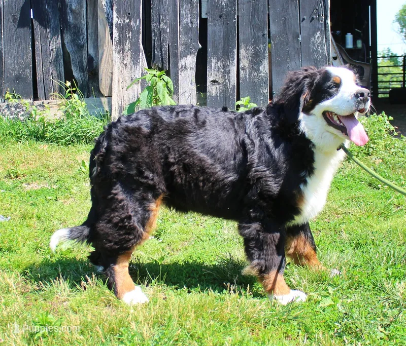 Sampson – Bernese Mountain Dog puppy for sale in Pomona, MO