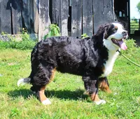 Sampson, a male Bernese Mountain Dog for sale in Pomona, MO – 6 of 8