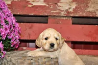Sierra, a female Golden Cocker Retriever and Miniature Golden Retriever for sale in Pomona, MO – 4 of 7