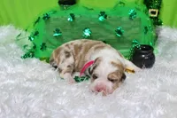 Taylor, a female Bernese Mountain Dog and Great Pyrenees for sale in Pomona, MO – Photo 3 of 7