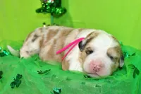 Taylor, a female Bernese Mountain Dog and Great Pyrenees for sale in Pomona, MO – Photo 5 of 7