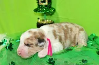 Taylor, a female Bernese Mountain Dog and Great Pyrenees for sale in Pomona, MO – Photo 4 of 7