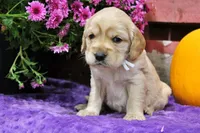 Custer, a male Golden Cocker Retriever and Miniature Golden Retriever for sale in Pomona, MO – 3 of 8
