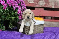 Prescott, a male Golden Cocker Retriever and Miniature Golden Retriever for sale in Pomona, MO – 7 of 7