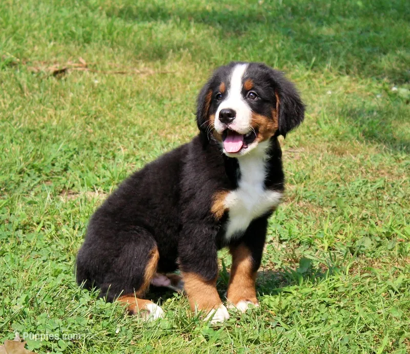 Beaumont – Bernese Mountain Dog puppy for sale in Pomona, MO