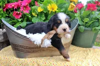 Cain, a male Bernese Mountain Dog for sale in Pomona, MO – 6 of 9