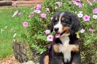 Killen, a female Bernese Mountain Dog for sale in Pomona, MO – 2 of 10