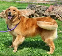 Pike , a male Golden Cocker Retriever and Miniature Golden Retriever for sale in Pomona, MO – 8 of 8