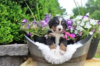 Chambray, a female Bernese Mountain Dog for sale in Pomona, MO – 1 of 8
