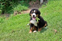 McKinney, a female Bernese Mountain Dog for sale in Pomona, MO – 4 of 10