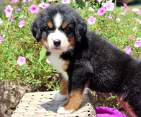 McKinney, a female Bernese Mountain Dog for sale in Pomona, MO – 8 of 10