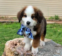 Archer, a male Bernese Mountain Dog and Great Pyrenees for sale in Pomona, MO – Photo 9 of 10