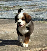 Archer, a male Bernese Mountain Dog and Great Pyrenees for sale in Pomona, MO – Photo 10 of 10