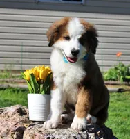 Archer, a male Bernese Mountain Dog and Great Pyrenees for sale in Pomona, MO – Photo 1 of 10