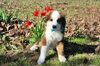 Archer, a male Bernese Mountain Dog and Great Pyrenees for sale in Pomona, MO – Photo 3 of 10