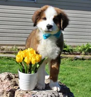 Archer, a male Bernese Mountain Dog and Great Pyrenees for sale in Pomona, MO – Photo 2 of 10