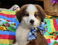 Archer, a male Bernese Mountain Dog and Great Pyrenees for sale in Pomona, MO – Photo 7 of 10