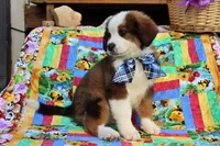 Archer, a male Bernese Mountain Dog and Great Pyrenees for sale in Pomona, MO – Photo 8 of 10