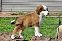 Archer, a male Bernese Mountain Dog and Great Pyrenees for sale in Pomona, MO – Photo 4 of 10