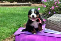 Rebel, a female Bernese Mountain Dog for sale in Pomona, MO – 4 of 9