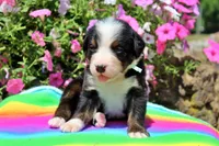 Auston, a male Bernese Mountain Dog for sale in Pomona, MO – 3 of 8