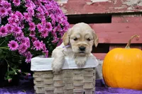 Sequioa, a female Golden Cocker Retriever and Miniature Golden Retriever for sale in Pomona, MO – 3 of 7