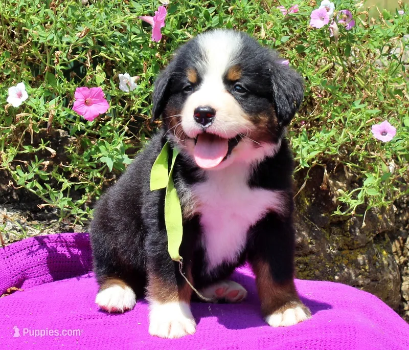 Auston – Bernese Mountain Dog puppy for sale in Pomona, MO