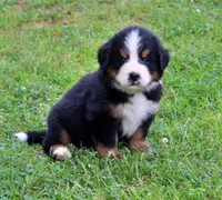 Rebel, a female Bernese Mountain Dog for sale in Pomona, MO – 2 of 9