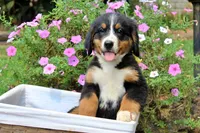 Killen, a female Bernese Mountain Dog for sale in Pomona, MO – 3 of 10