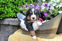 Chambray, a female Bernese Mountain Dog for sale in Pomona, MO – 2 of 8