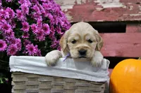 Sequioa, a female Golden Cocker Retriever and Miniature Golden Retriever for sale in Pomona, MO – 5 of 7