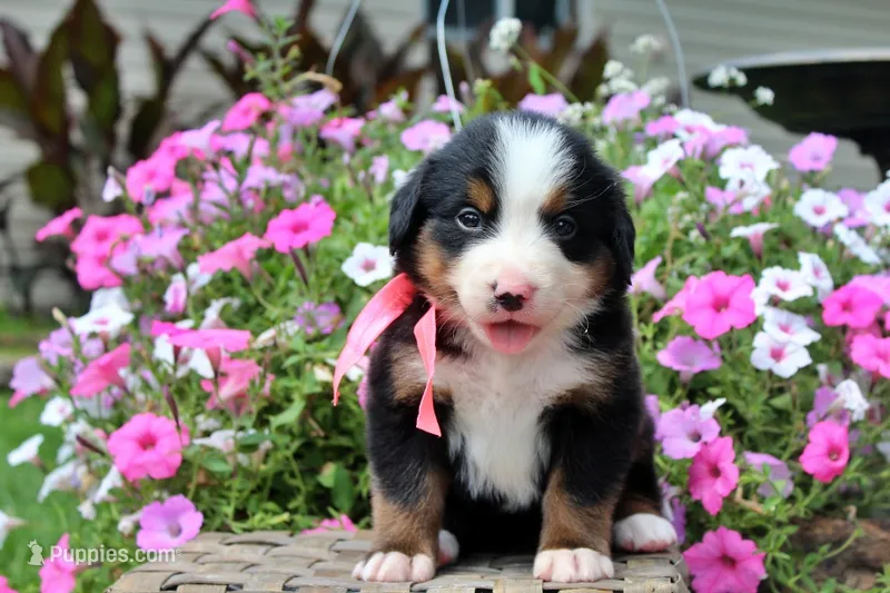 Odessa – Bernese Mountain Dog puppy for sale in Pomona, MO