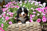 Luckenbach, a male Bernese Mountain Dog for sale in Pomona, MO – 2 of 8