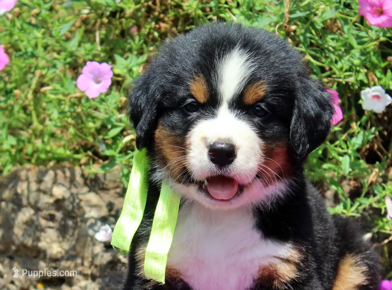 McKinney – Bernese Mountain Dog puppy for sale in Pomona, MO