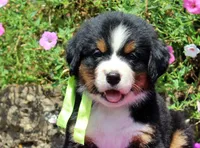 McKinney, a female Bernese Mountain Dog for sale in Pomona, MO – 6 of 10