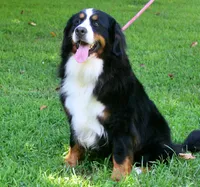 Rebel, a female Bernese Mountain Dog for sale in Pomona, MO – 9 of 9