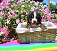 Huston, a male Bernese Mountain Dog for sale in Pomona, MO – 5 of 7