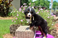 Killen, a female Bernese Mountain Dog for sale in Pomona, MO – 8 of 10