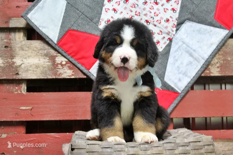 Callen – Bernese Mountain Dog puppy for sale in Pomona, MO