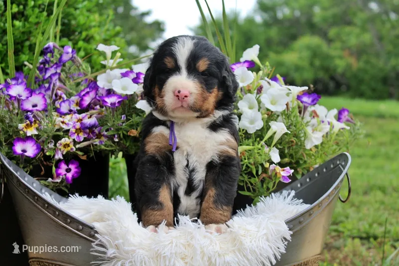 Cabernet – Bernese Mountain Dog puppy for sale in Pomona, MO