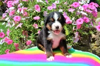 McKinney, a female Bernese Mountain Dog for sale in Pomona, MO – 4 of 8