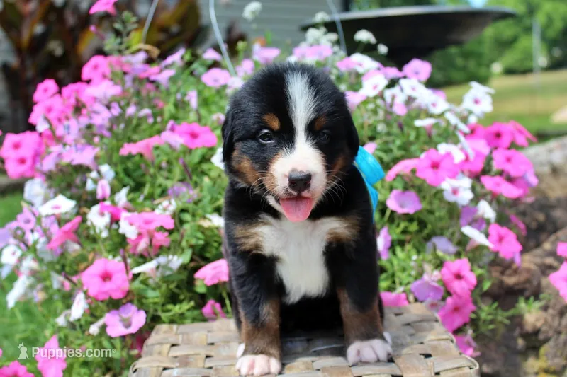 San Antonio Rose – Bernese Mountain Dog puppy for sale in Pomona, MO