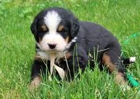 Caden, a male Bernese Mountain Dog for sale in Pomona, MO – 7 of 9